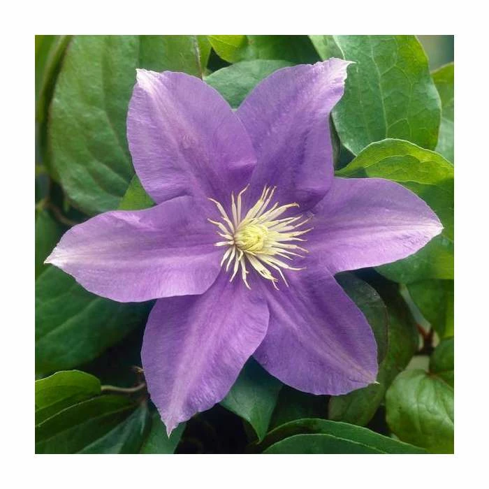 50-90cm Clematis 'General Sikorski' | 3L Pot 1 50-90cm Clematis 'General Sikorski' | 3L Pot
