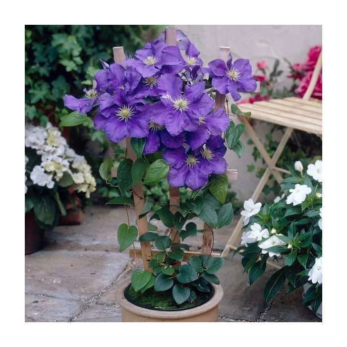50-90cm Clematis 'General Sikorski' | 3L Pot 2 50-90cm Clematis 'General Sikorski' | 3L Pot - Image 2