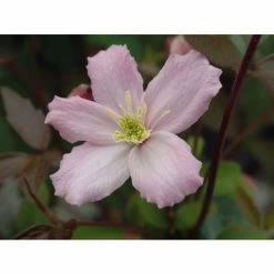 50-90cm Clematis 'Elizabeth' | 3L Pot | Clematis Montana