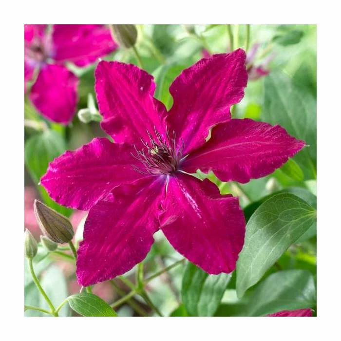 50-90cm Clematis 'Ruby Wedding' | 3L Pot 1 50-90cm Clematis 'Ruby Wedding' | 3L Pot