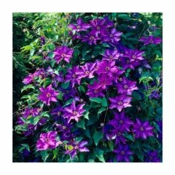 50-90cm Clematis 'The President' | 3L Pot
