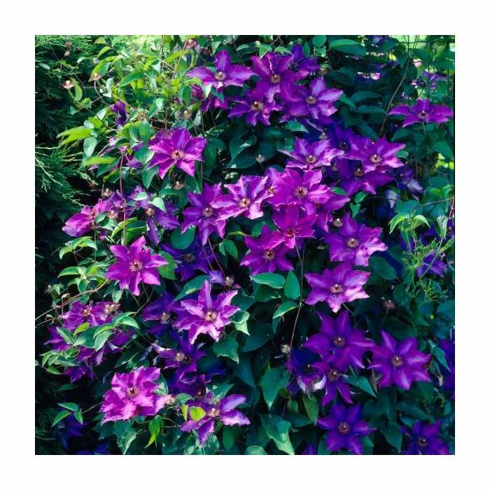 50-90cm Clematis 'The President' | 3L Pot 1 50-90cm Clematis 'The President' | 3L Pot