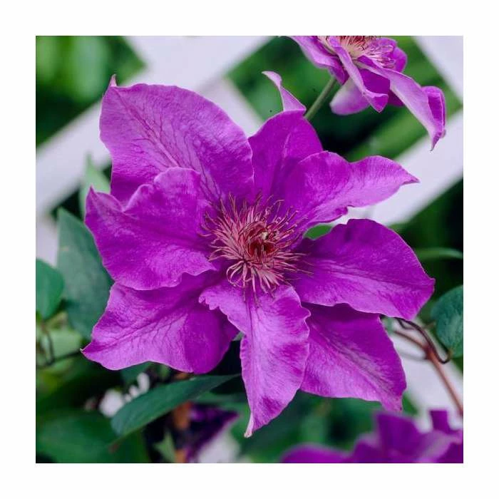 50-90cm Clematis 'The President' | 3L Pot 2 50-90cm Clematis 'The President' | 3L Pot - Image 2