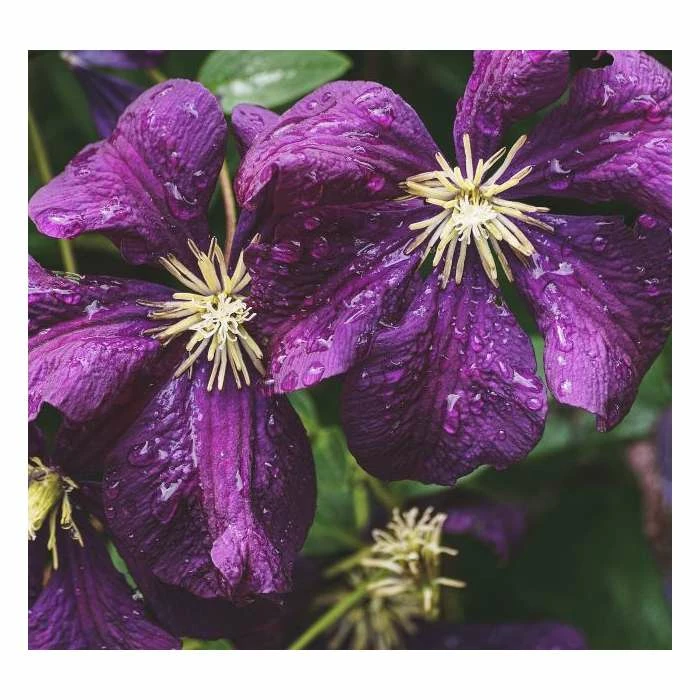50-90cm Clematis Viticella 'Etoile Violette' | 3L Pot 1 50-90cm Clematis Viticella 'Etoile Violette' | 3L Pot