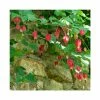 50-90cm Trailing Abutilon | Abutilon Megapotamicum | 3L Pot