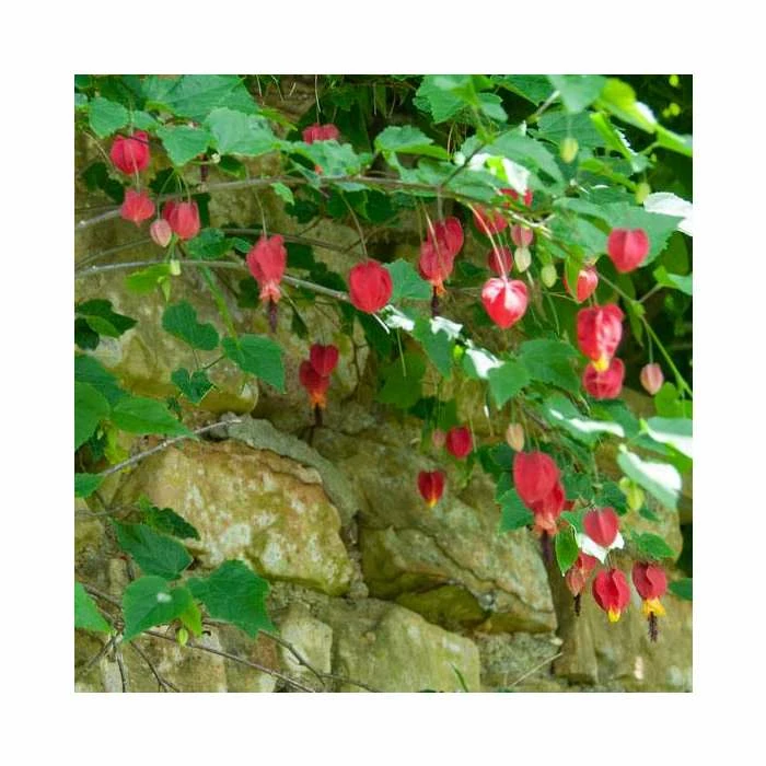 50-90cm Trailing Abutilon | Abutilon Megapotamicum | 3L Pot 1 50-90cm Trailing Abutilon | Abutilon Megapotamicum | 3L Pot