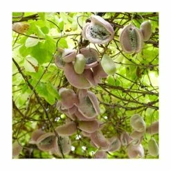 50-90cm Chocolate Vine | Akebia Quinata | 3L Pot -Bedding Plants Sales PL9299 add image 1 3197