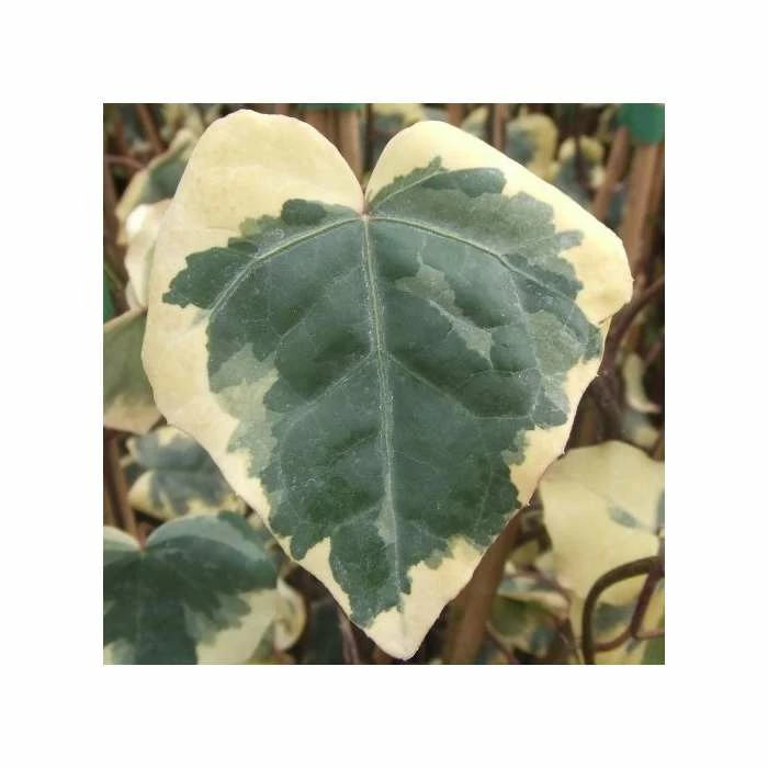 50-90cm 3ft Algerian Ivy Plant | 3L Pot | Hedera Canariensis 'Gloire de Marengo'' 1 50-90cm 3ft Algerian Ivy Plant | 3L Pot | Hedera Canariensis 'Gloire de Marengo''