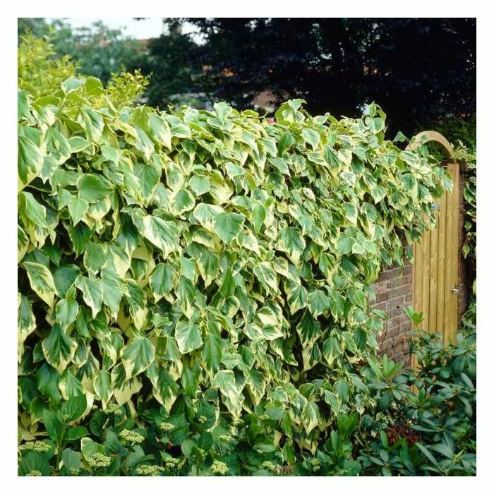 50-90cm 3ft Persian Ivy Plant | 3L Pot | Hedera Colchica 'Dentata Variegata' 1 50-90cm 3ft Persian Ivy Plant | 3L Pot | Hedera Colchica 'Dentata Variegata'