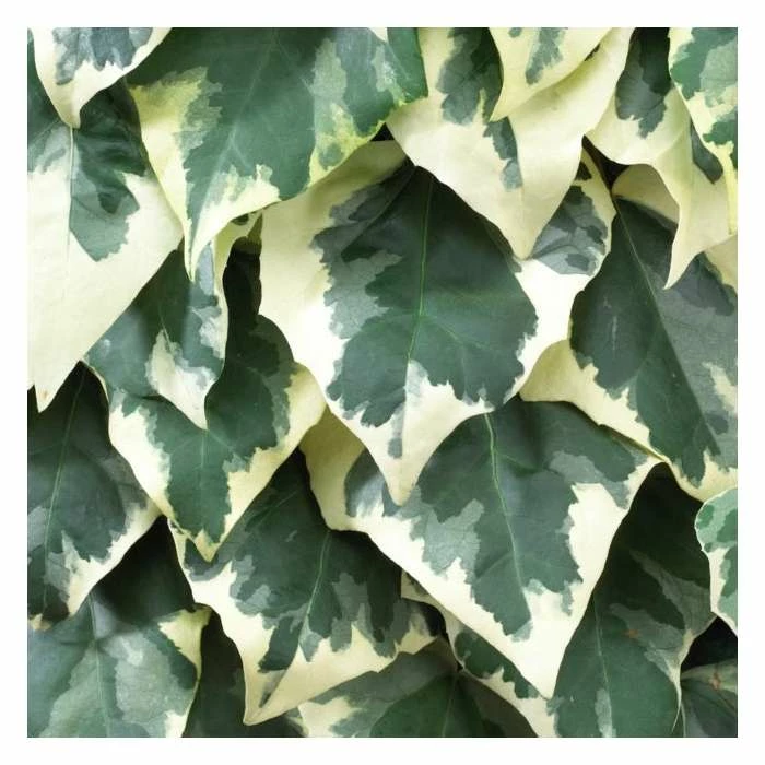 50-90cm 3ft Persian Ivy Plant | 3L Pot | Hedera Colchica 'Dentata Variegata' 2 50-90cm 3ft Persian Ivy Plant | 3L Pot | Hedera Colchica 'Dentata Variegata' - Image 2