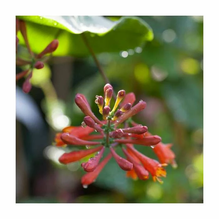 50-90cm Lonicera x Brownii 'Dropmore Scarlet' | 3L Pot 2 50-90cm Lonicera x Brownii 'Dropmore Scarlet' | 3L Pot - Image 2