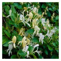 50-90cm 3ft Halls Japanese Honeysuckle Plant | 3L Pot | Lonicera Halliana