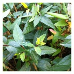 50-90cm 3ft Horwood Gem Japanese Honeysuckle Plant | 3L Pot | Lonicera Horwood Gem