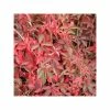 50-90cm 3ft Chinese Virginia Creeper | 3L Pot | Parthenocissus Henryana