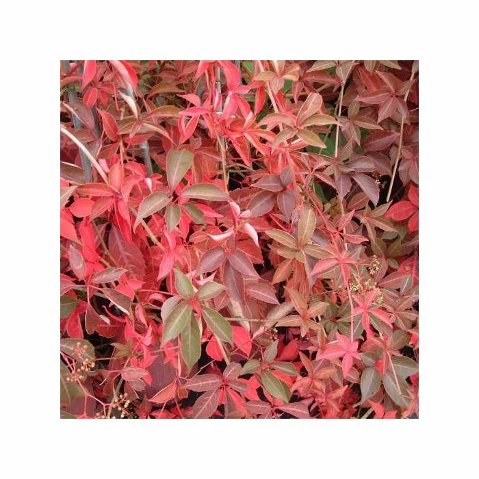 50-90cm 3ft Chinese Virginia Creeper | 3L Pot | Parthenocissus Henryana 1 50-90cm 3ft Chinese Virginia Creeper | 3L Pot | Parthenocissus Henryana