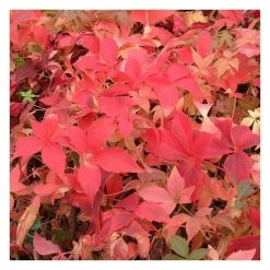 50-90cm 3ft Virginia Creeper | 3L Pot | Parthenocissus Quinquefolia