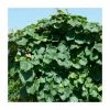 50-90cm Crimson Glory Vine | Vitis Coignetiae | 3L Pot