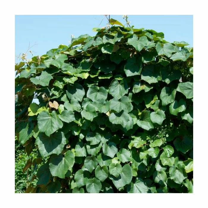 50-90cm Crimson Glory Vine | Vitis Coignetiae | 3L Pot 1 50-90cm Crimson Glory Vine | Vitis Coignetiae | 3L Pot