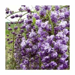 50-90cm Wisteria Floribunda 'Kokuryu' | 'Black Dragon' | 3L Pot -Bedding Plants Sales PL9320 add image 2 1a12