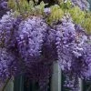 Wisteria sinensis