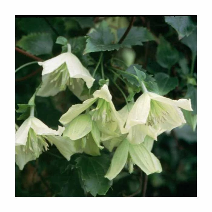 50-90cm Clematis Cirrhosa 'Ourika Valley' | 3L Pot 1 50-90cm Clematis Cirrhosa 'Ourika Valley' | 3L Pot