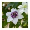 50-90cm Clematis Florida 'Sieboldii' | 3L Pot