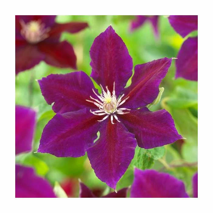 50-90cm Clematis 'Julka' | 3L Pot 1 50-90cm Clematis 'Julka' | 3L Pot