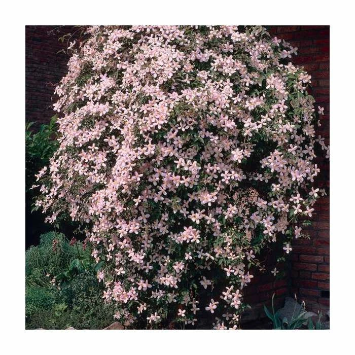 50-90cm Clematis Montana 'Vera' | 3L Pot 1 50-90cm Clematis Montana 'Vera' | 3L Pot