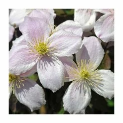50-90cm Clematis Montana 'Wilsonii' | 3L Pot