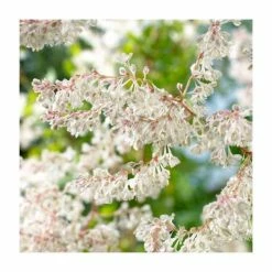 50-90cm Russian Vine | Fallopia Baldschuanicum | Polygonum | 3L Pot 5 50-90cm Russian Vine | Fallopia Baldschuanicum | Polygonum | 3L Pot -Bedding Plants Sales PL9448 add image 1 6030