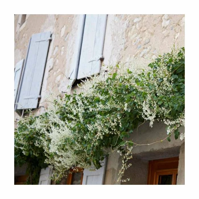 50-90cm Russian Vine | Fallopia Baldschuanicum | Polygonum | 3L Pot 1 50-90cm Russian Vine | Fallopia Baldschuanicum | Polygonum | 3L Pot