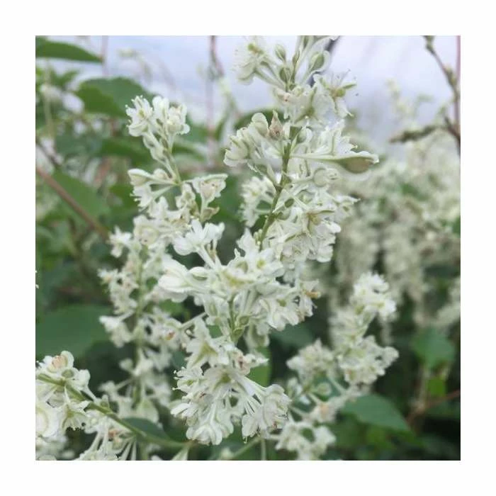 50-90cm Russian Vine | Fallopia Baldschuanicum | Polygonum | 3L Pot 2 50-90cm Russian Vine | Fallopia Baldschuanicum | Polygonum | 3L Pot - Image 2