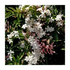 50-90cm Jasmine Officinale 'Affine' | 3L Pot