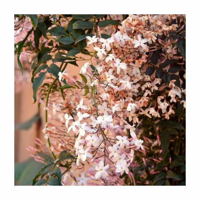 50-90cm Pink Jasmine | Jasmine Stephanense | 3L Pot 1 50-90cm Pink Jasmine | Jasmine Stephanense | 3L Pot