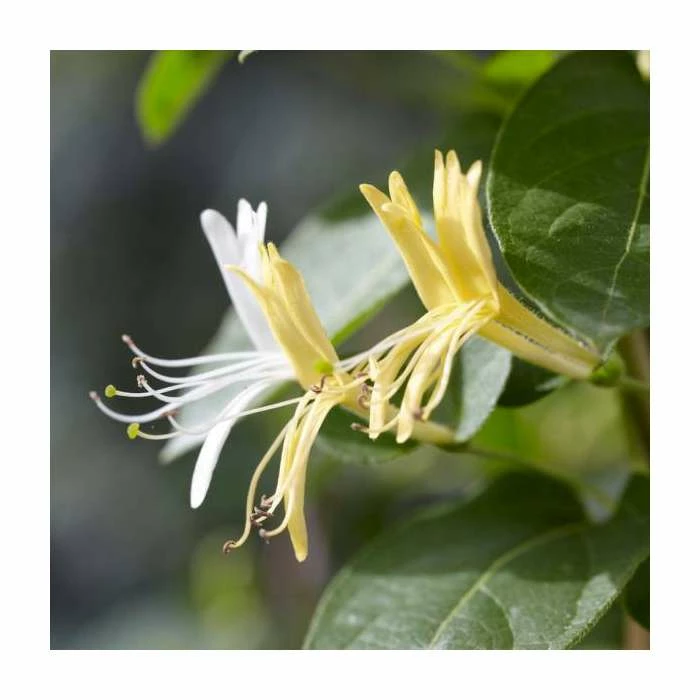 50-90cm Lonicera Japonica 'Hall's Prolific' | 3L Pot 3 50-90cm Lonicera Japonica 'Hall's Prolific' | 3L Pot - Image 3