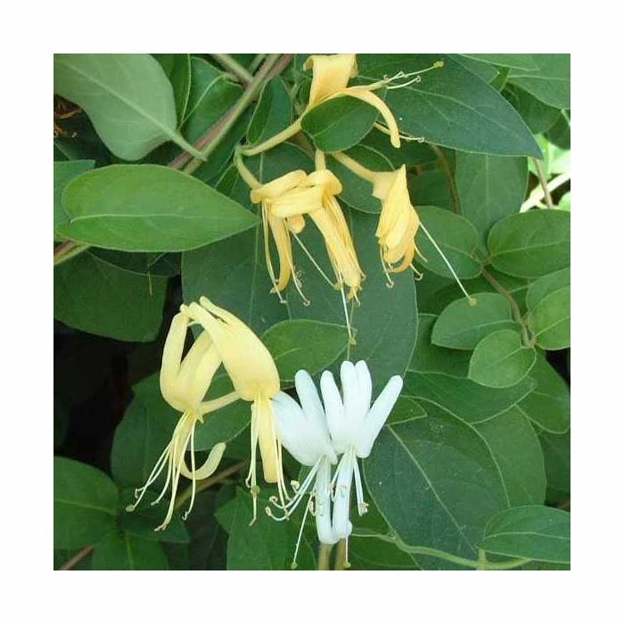 50-90cm Lonicera Japonica 'Hall's Prolific' | 3L Pot 1 50-90cm Lonicera Japonica 'Hall's Prolific' | 3L Pot