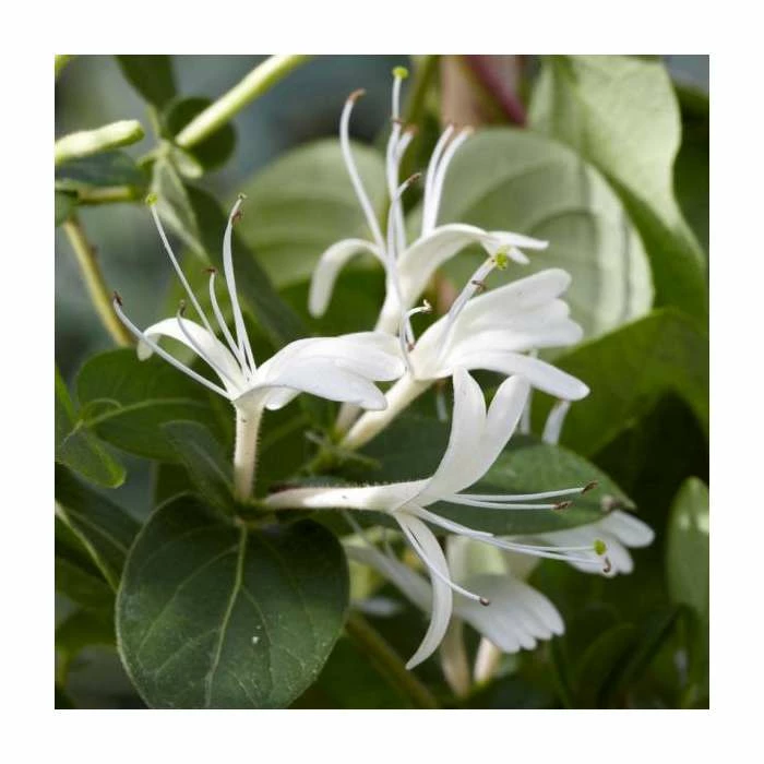 50-90cm Lonicera Japonica 'Hall's Prolific' | 3L Pot 2 50-90cm Lonicera Japonica 'Hall's Prolific' | 3L Pot - Image 2