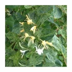 50-90cm Lonicera Japonica 'Mint Crisp' | 3L Pot