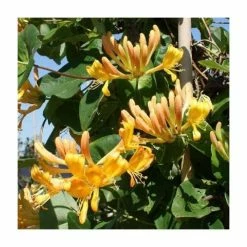 50-90cm Tellmann's Honeysuckle | Lonicera Tellmanniana | 3L Pot
