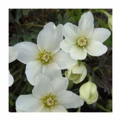 50-90cm Clematis Cartmanii 'Joe' | 3L Pot