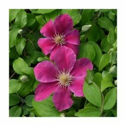 Clematis 'Acropolis' | Raymond Evison | 3L Pot