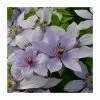 50-90cm Clematis 'Bernadine' | Raymond Evison | 3L Pot