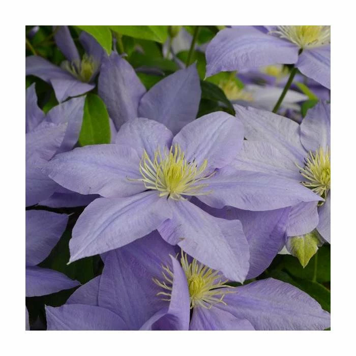 50-90cm Clematis 'Cezanne' | Raymond Evison | 3L Pot 1 50-90cm Clematis 'Cezanne' | Raymond Evison | 3L Pot