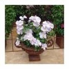 50-90cm Clematis 'Chelsea' | Raymond Evison | 3L Pot