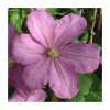 50-90cm Clematis 'Comtesse De Bouchaud' | 3L Pot