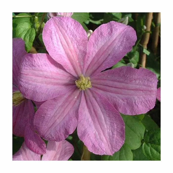 50-90cm Clematis 'Comtesse De Bouchaud' | 3L Pot 1 50-90cm Clematis 'Comtesse De Bouchaud' | 3L Pot