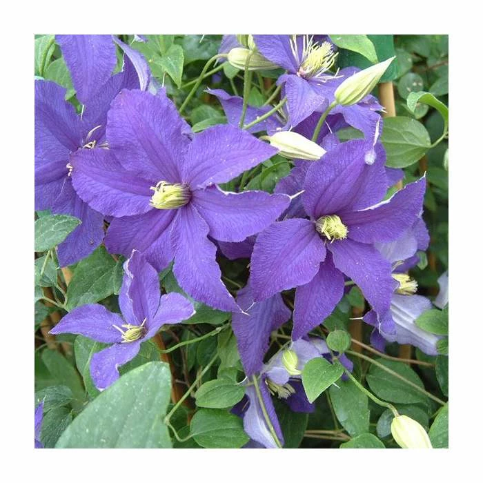 Clematis 'Rhapsody' | 3L Pot 1 Clematis 'Rhapsody' | 3L Pot