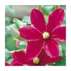 50-90cm Clematis 'Sunset' | 3L Pot