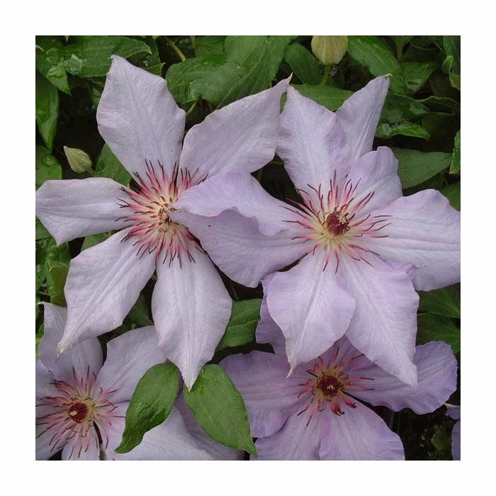 50-90cm Clematis 'The First Lady' | 3L Pot 1 50-90cm Clematis 'The First Lady' | 3L Pot