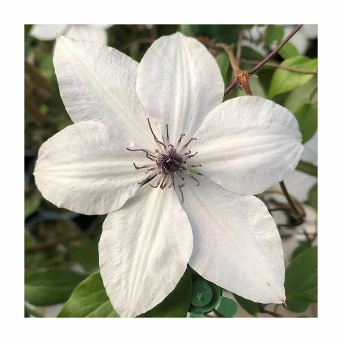 50-90cm Clematis 'Tsukiko' | 3L Pot 1 50-90cm Clematis 'Tsukiko' | 3L Pot